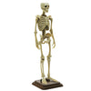 Natural History Museum 1/12 Human Skeleton Vol. 02 SO-TA 6-Inch Collectible Figure