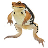 Nature Techni Color Japanese Common Toad Ikimon 4.5-Inch Mini-Figure