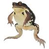 Nature Techni Color Japanese Common Toad Ikimon 4.5-Inch Mini-Figure