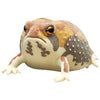 Nature Techni Color Flocked Common Rain Frog Ikimon 2-Inch Mini-Figure