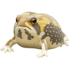 Nature Techni Color Flocked Common Rain Frog Ikimon 2-Inch Mini-Figure