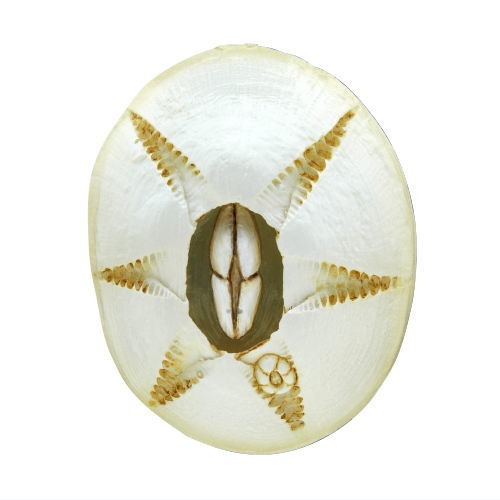 Nature Techni Color Barnacle Magnet And Ball Chain Ikimon 2-Inch Mini-Figure
