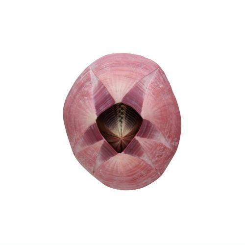 Nature Techni Color Barnacle Magnet And Ball Chain Ikimon 2-Inch Mini-Figure
