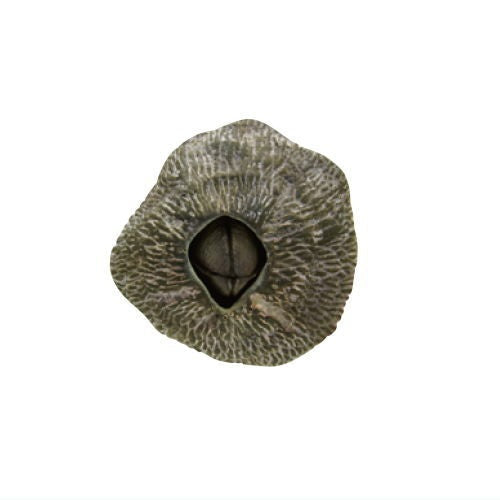 Nature Techni Color Barnacle Magnet And Ball Chain Ikimon 2-Inch Mini-Figure