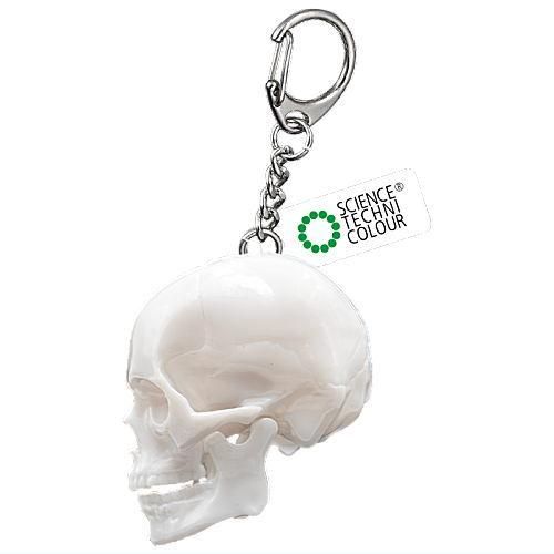 Science Techni Color Skeletons In Color Ikimon 2.5-Inch Key Chain