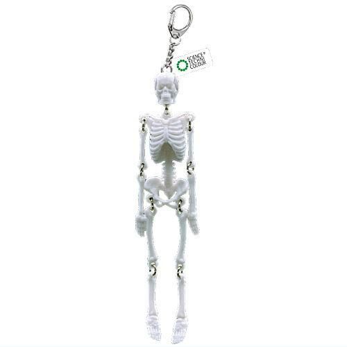 Science Techni Color Skeletons In Color Ikimon 2.5-Inch Key Chain