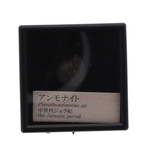 Genuine Fossil Of The World Series Vol. 01 Rainbow Collectible Trinket