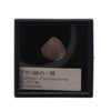 Genuine Fossil Of The World Series Vol. 01 Rainbow Collectible Trinket