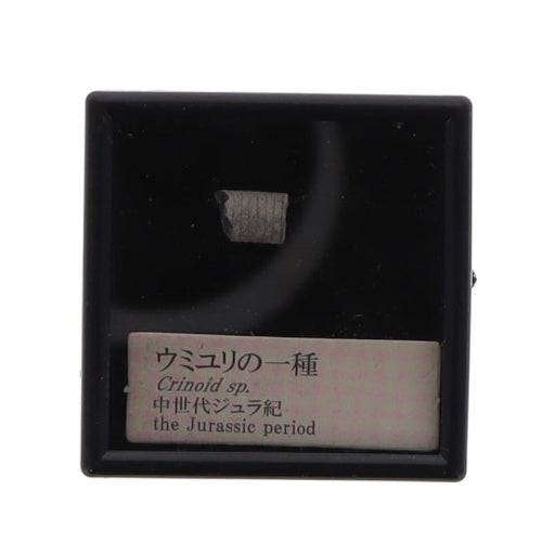 Genuine Fossil Of The World Series Vol. 01 Rainbow Collectible Trinket