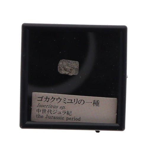 Genuine Fossil Of The World Series Vol. 01 Rainbow Collectible Trinket