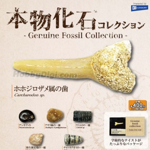Genuine Fossil Of The World Series Vol. 01 Rainbow Collectible Trinket