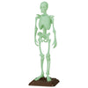 Natural History Museum 1/12 Human Skeleton Vol. 02 SO-TA 6-Inch Collectible Figure