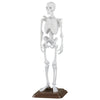 Natural History Museum 1/12 Human Skeleton Vol. 02 SO-TA 6-Inch Collectible Figure
