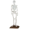 Natural History Museum 1/12 Human Skeleton Vol. 02 SO-TA 6-Inch Collectible Figure