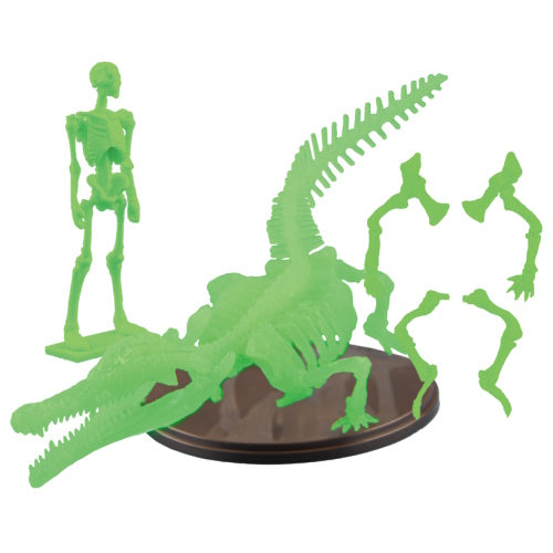 Natural History Modeling Club 3 Toyotamaphimeia Skeleton 1/35 SO-TA Mini-Figure