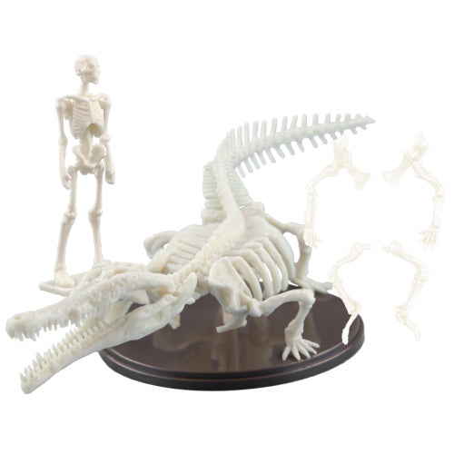 Natural History Modeling Club 3 Toyotamaphimeia Skeleton 1/35 SO-TA Mini-Figure