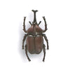 Beetle Collection Specimen Zoom Yell 2-Inch Mini-Figure