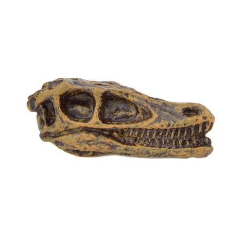 Dinosaur Series Excavation Museum Fossil Skull Yell 2-Inch Collectible Toy