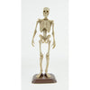 Natural History Museum Human Skeleton 1/12 SO-TA 6-Inch Collectible Figure